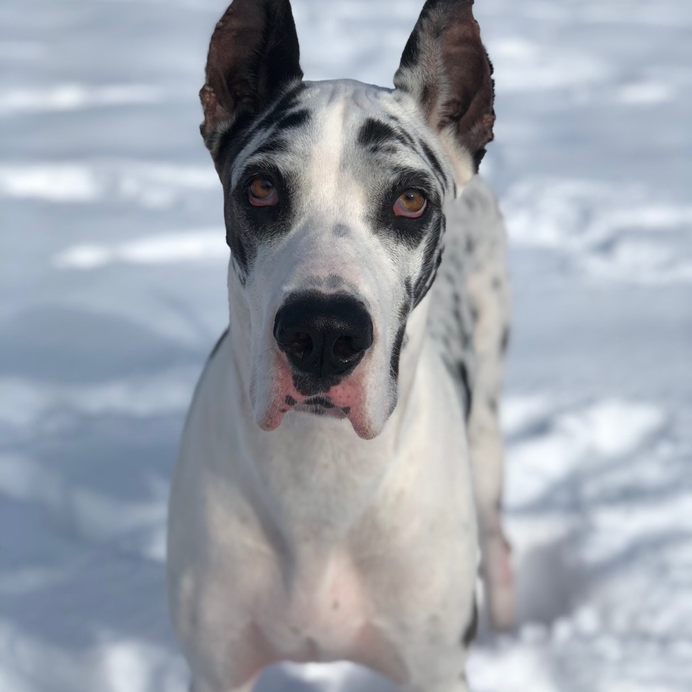 Meet Sadie! ❤️